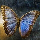 Creative Image of a Mounted Exotic Butterfly