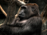 Gorilla
