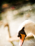 Two Swans Swimming on Lake