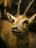 A Taxidermy Thomson's Gazelle