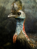 A Taxidermy Cassowary