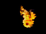 Flower Portrait