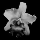Frilly Orchid
