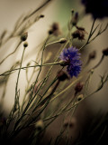 Blue Flower with Blurred Background