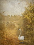 Buzzbird