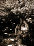 Dryad II