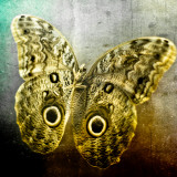 Creative Image of a Mounted Exotic Butterfly