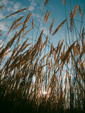 Long Summer Dreams