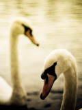 Two Swans Swimming on Lake