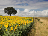 Field of Sunflowers with Holm Oaks
