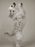 Poochtastic