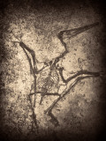 Pterodactylus Kochi
