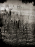 Reeds