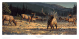 Rocky Mountain Meadow