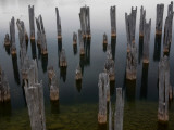 Talane