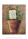 Potted Herbs I