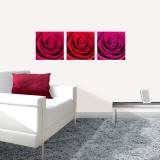 Rose Dream