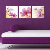 Pink Cosmea