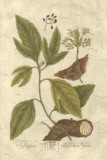 Vintage Foliage IV