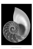 Shell II