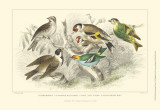 Goldfinch  Buntings & Wrens