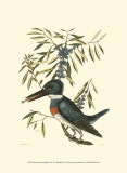 Small Antique Kingfisher II