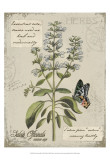 Herbs & Butterflies II