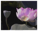 Blushing Lotus III