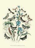 Garden Butterflies II