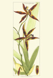 Brilliant Orchids I