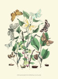 Garden Butterflies III