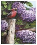 Crimson Splendor