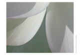Lotus Detail I