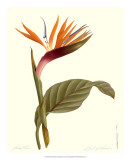 Bird of Paradise