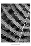 Fern I