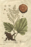 Vintage Foliage III