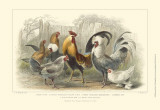 Roosters & Hens