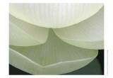 Lotus Detail V