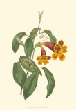 Vibrant Blooms I