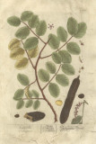 Vintage Foliage VI