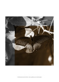 Butterfly Study II