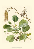Pinecones & Foliage II