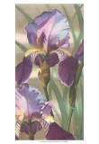 Asian Iris I