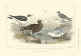 Gulls & Terns