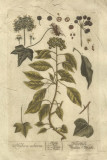 Vintage Foliage II