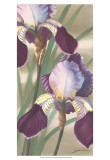 Asian Iris II