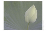 Lotus Detail VI