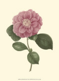 Camellia Blooms III