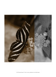 Butterfly Study IV