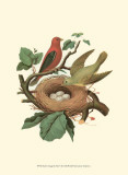 Scarlet Tanager & Nest